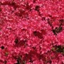 Üppige Japanische Azalee 'Majas Rubin' mit leuchtend roten Blüten.