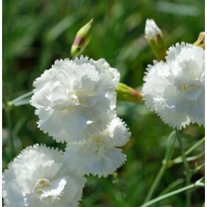Nahaufnahme der weißen, gefüllten Federnelke (Dianthus plumarius Albus Plenus) im Garten.