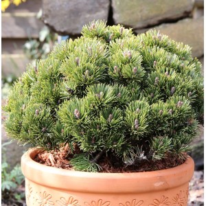 Zwerg-Kiefer Picobello (Pinus mugo) im Topf, grüne Nadeln und kleine Zapfen.