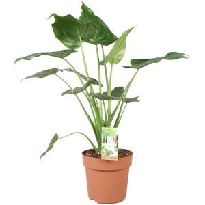 Elefantenohr-Alokasie im Topf, grüne Zimmerpflanze mit großen Blättern.