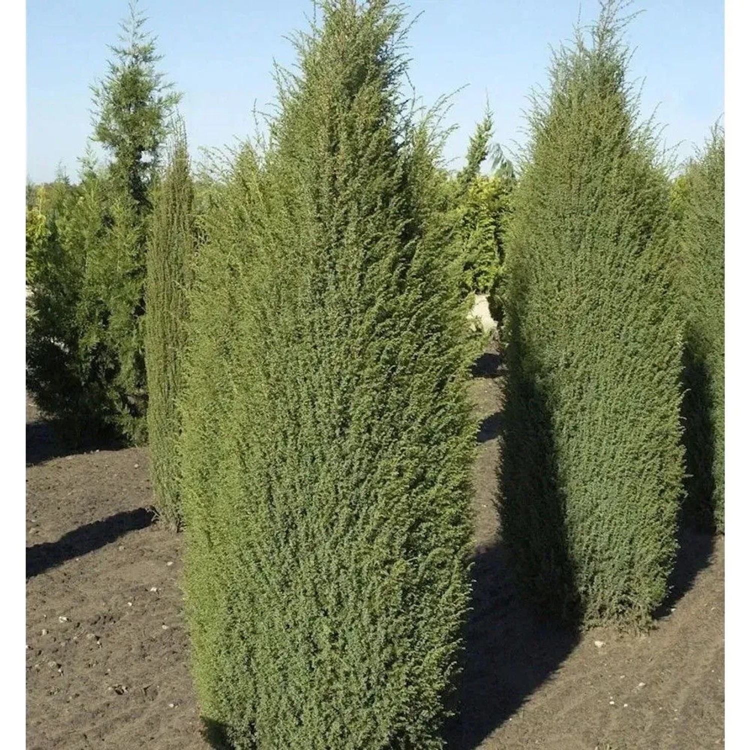 Irischer Säulenwacholder 40-50cm - Juniperus communis