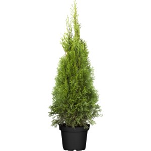 Smaragd Lebensbaum im Topf, ca. 80-100cm hoch, Thuja als Heckenpflanze geeignet.