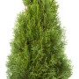 Smaragd Lebensbaum im Topf, ca. 80-100cm hoch, Thuja als Heckenpflanze geeignet.