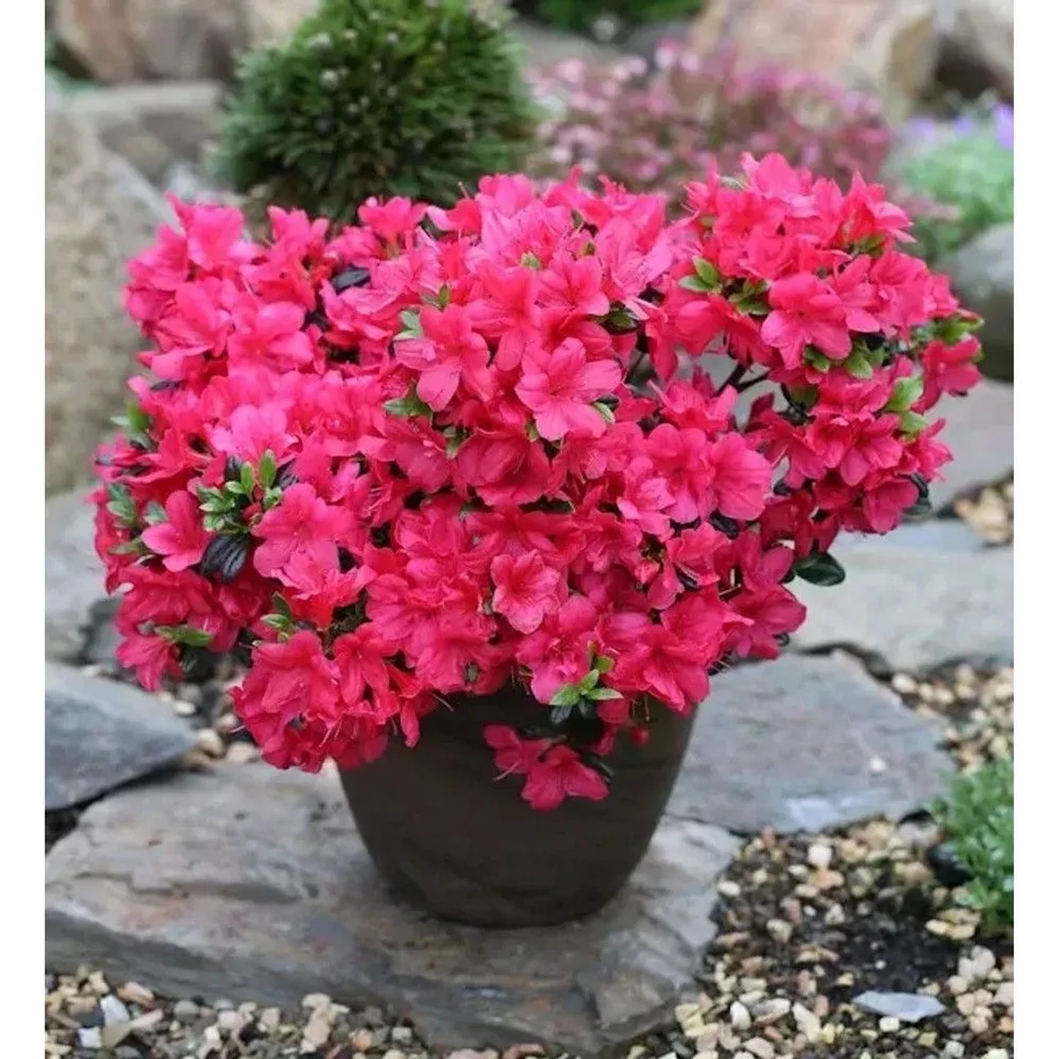 Japanische Azalee Signalglühen 25-30cm - Rhododendron obtusum - Zwerg Alpenrose