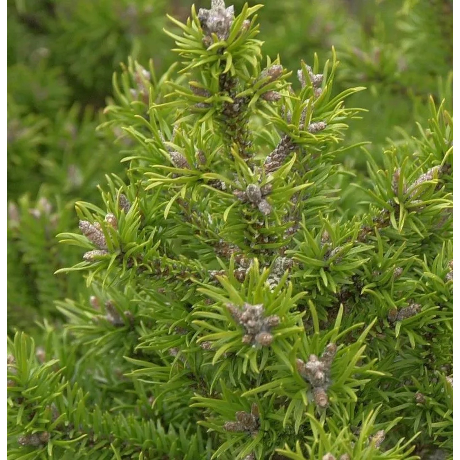 Banks Kiefer Kimmerholz 80-100cm - Pinus banksiana