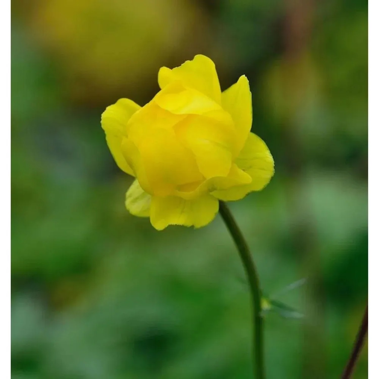 Trollblume Lemon Supreme - Trollius cultorum