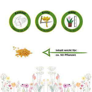 Illustration: Andenbeere (Kapstachelbeere) Samen, Aussaat, Ernte, Höhe und Inhalt für ca. 50 Pflanzen.