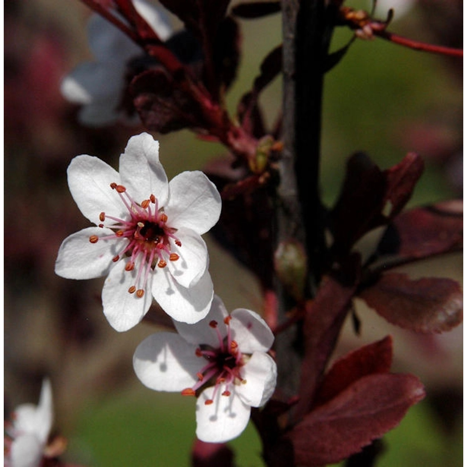 Zwergblutpflaume 100-125cm - Prunus cistena günstig online kaufen