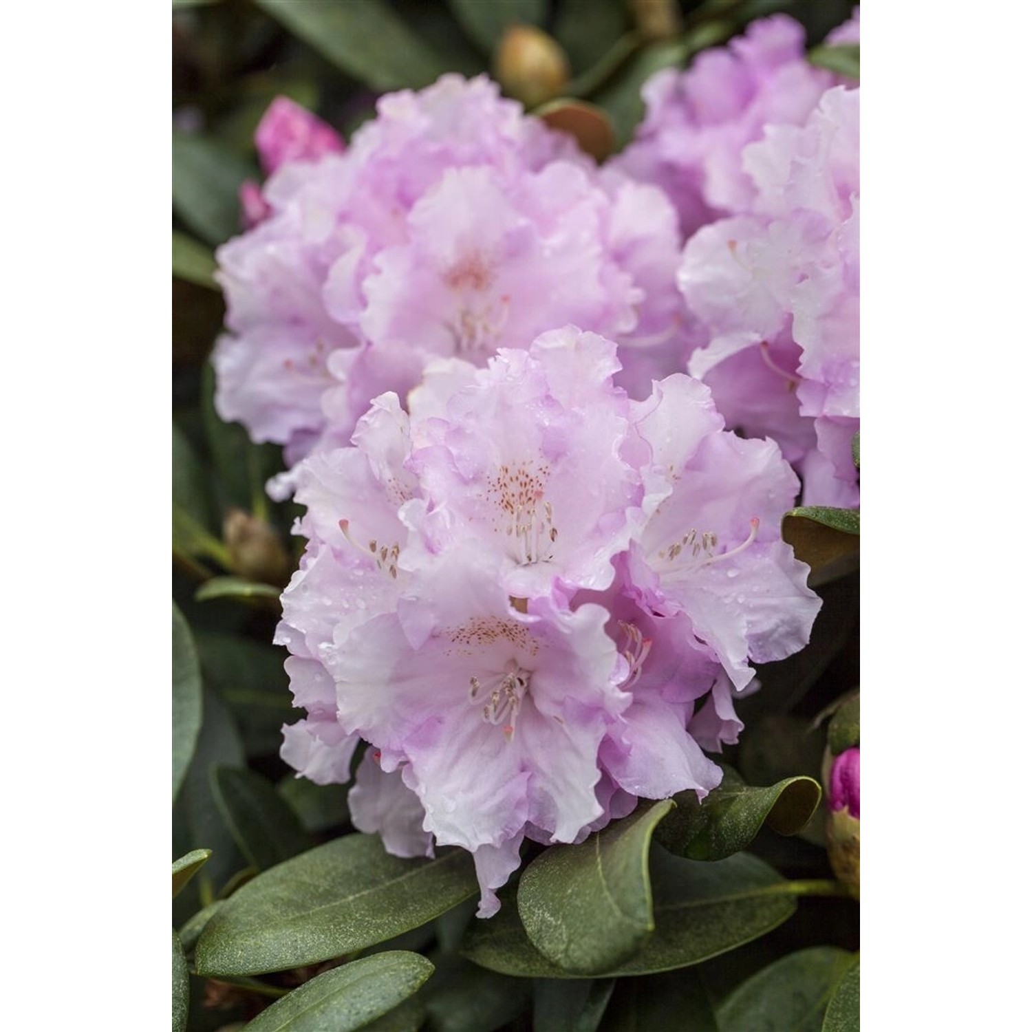 Rhododendron Yakushimanum Silberwolke Weiß 40–50 cm günstig online kaufen