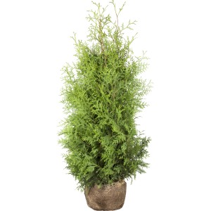 Lebensbaum 'Brabant', ca. 100-120 cm hoch, im Ballen. Ideal als Heckenpflanze.