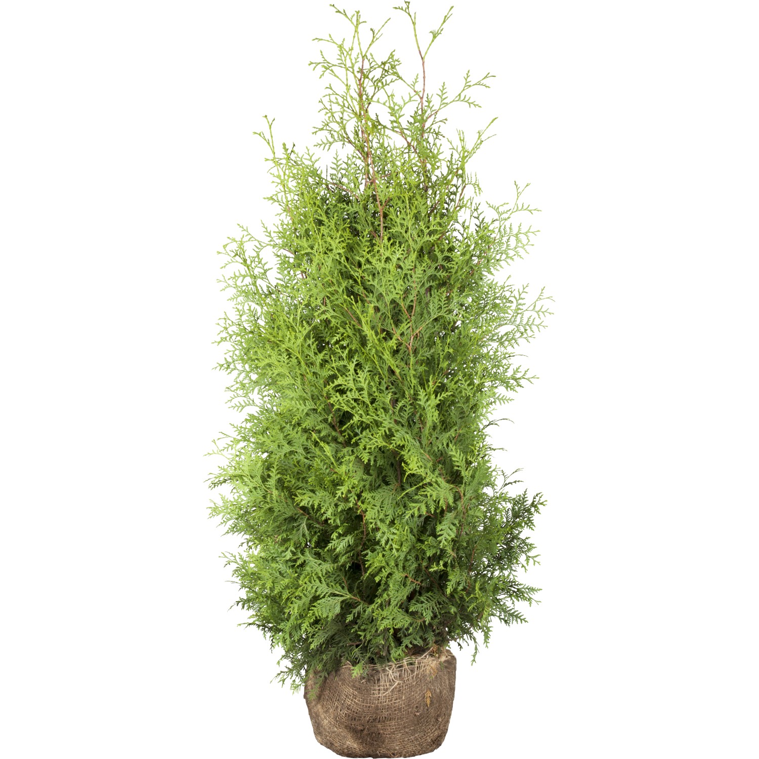 Lebensbaum Brabant Set a 80 Stück Höhe ca. 100 - 120 cm Ballenware Thuja
