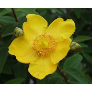 Leuchtend gelbe Blüte des Johanniskraut Hidcote Gold (Hypericum) im Topf.