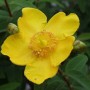 Leuchtend gelbe Blüte des Johanniskraut Hidcote Gold (Hypericum) im Topf.