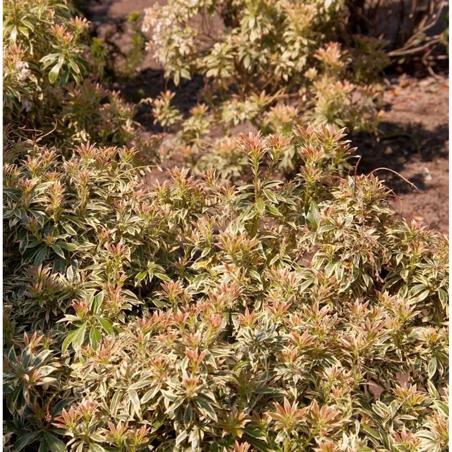 Schattenglöckchen Lavendelheide Little Goldy 20-25cm - Pieris japonica