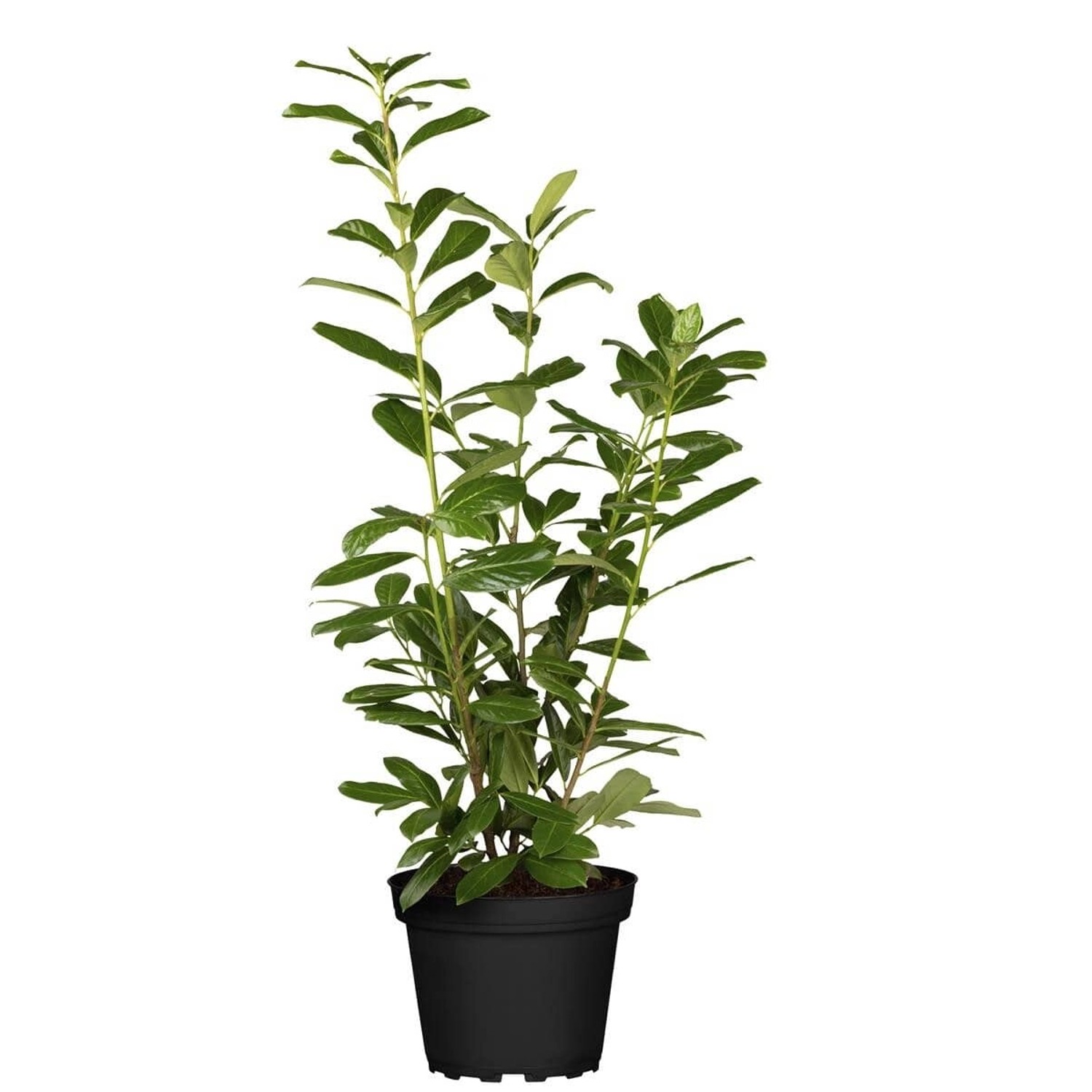 Prunus laurocerasus 'Novita' 60-80 cm günstig online kaufen