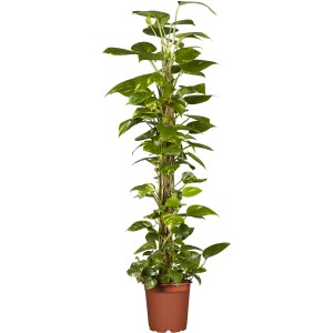 Efeutute 'Aureum' am Moosstab im braunen Topf, eine rankende Zimmerpflanze.