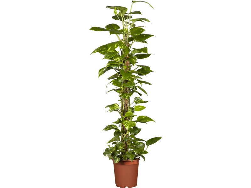 Efeutute am Moosstab TopfØ ca. 19 cm Epipremnum aureum kaufen bei OBI