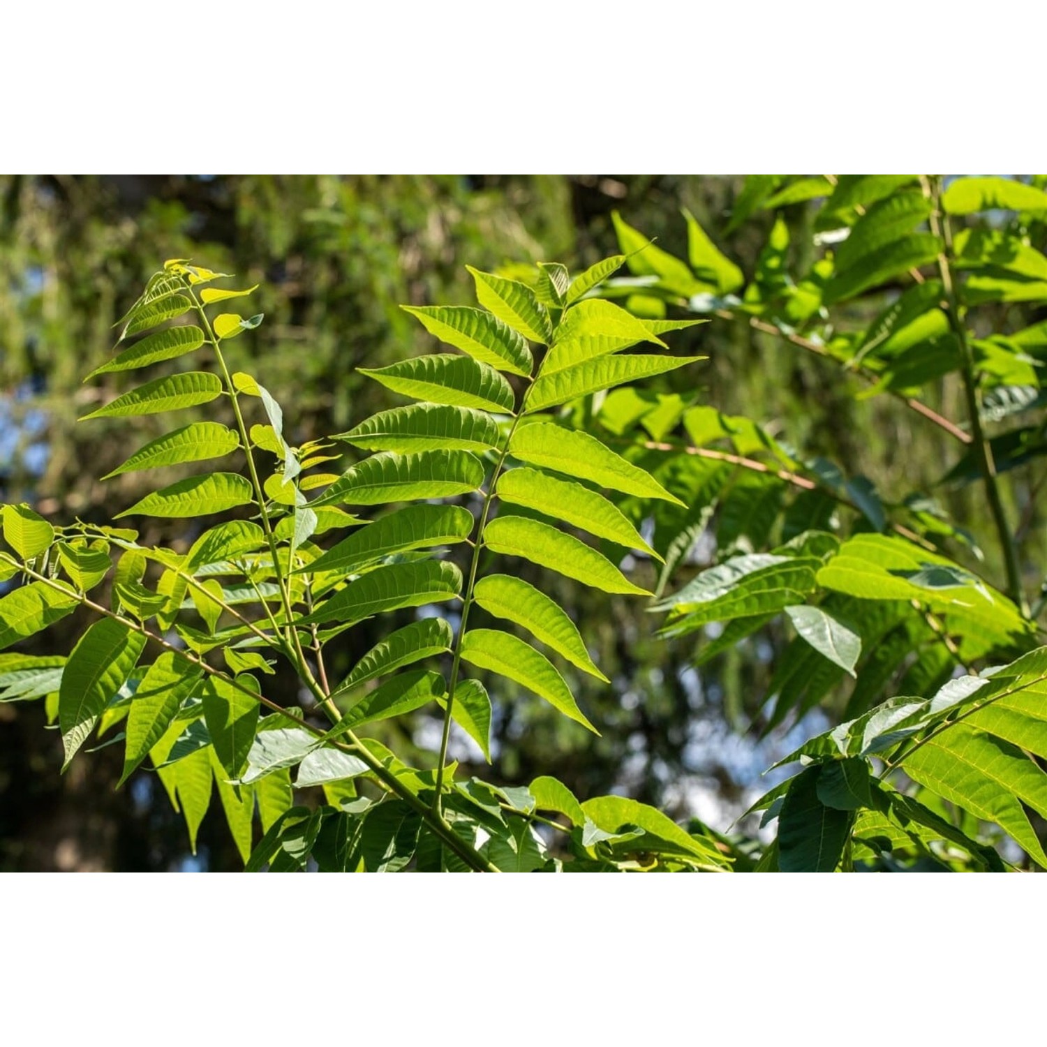 Toona Sinensis Chinesischer Gemüsebaum 100–125 cm Aromatisch günstig online kaufen