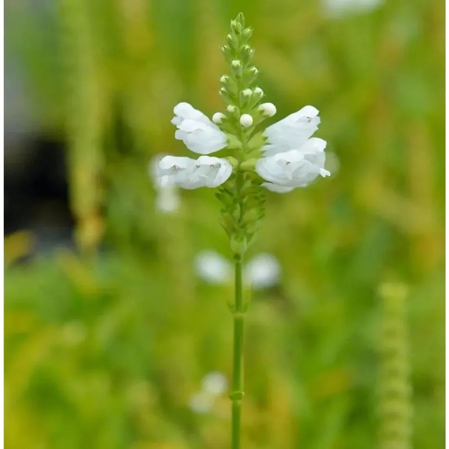 Gelenkblume Alba - Physostegia virginiana