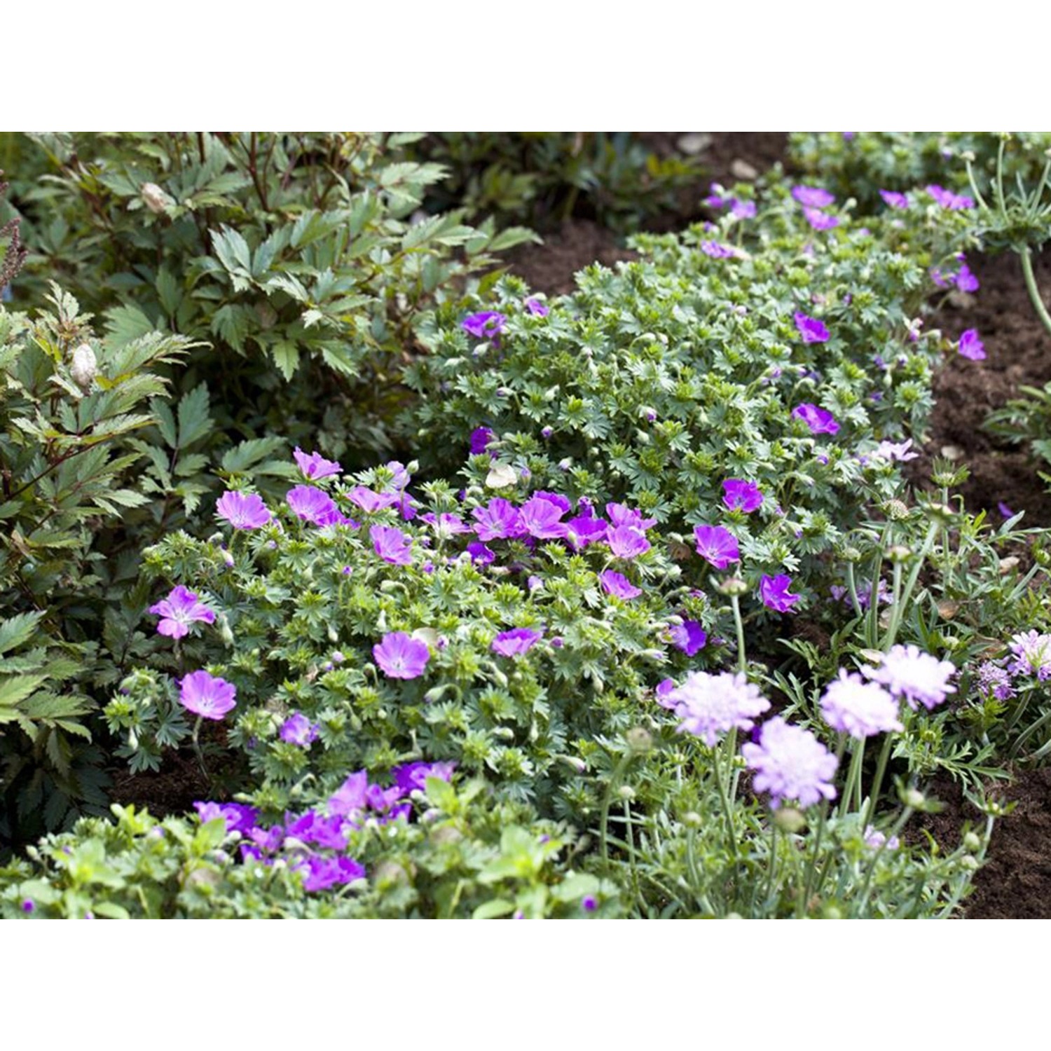 GartenStorchschnabel "Max Frei" Rosa Topf ca. 9 cm x 9 cm Geranium