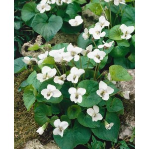 Weiße Viola Sororia Albiflora Staude im 9x9 cm Topf mit grünen Blättern und zarten, weißen Blüten.