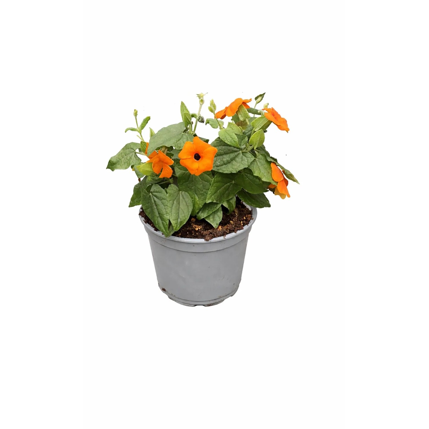 Himmelsblume Thunbergia ala. Mix T12
