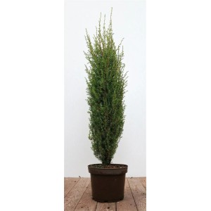 Juniperus Communis 'Arnold' Wacholder im Topf, 60-80 cm hoch, schlanke, grüne Form.