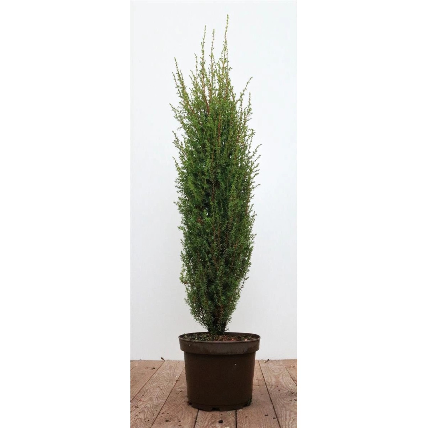 Juniperus Communis Arnold Wacholder 60–80 cm günstig online kaufen