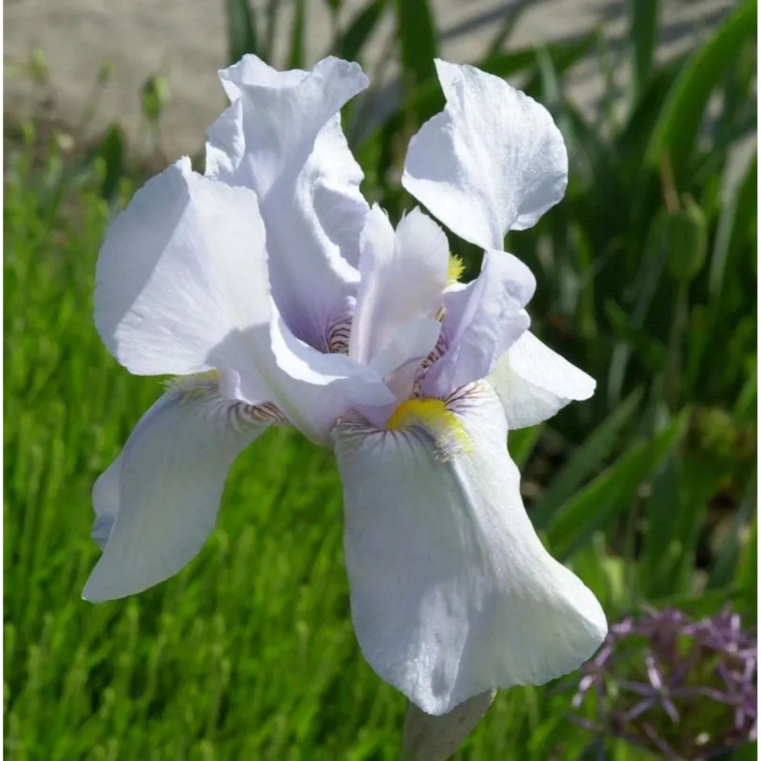Schwertlilie Bianca - Iris barbata