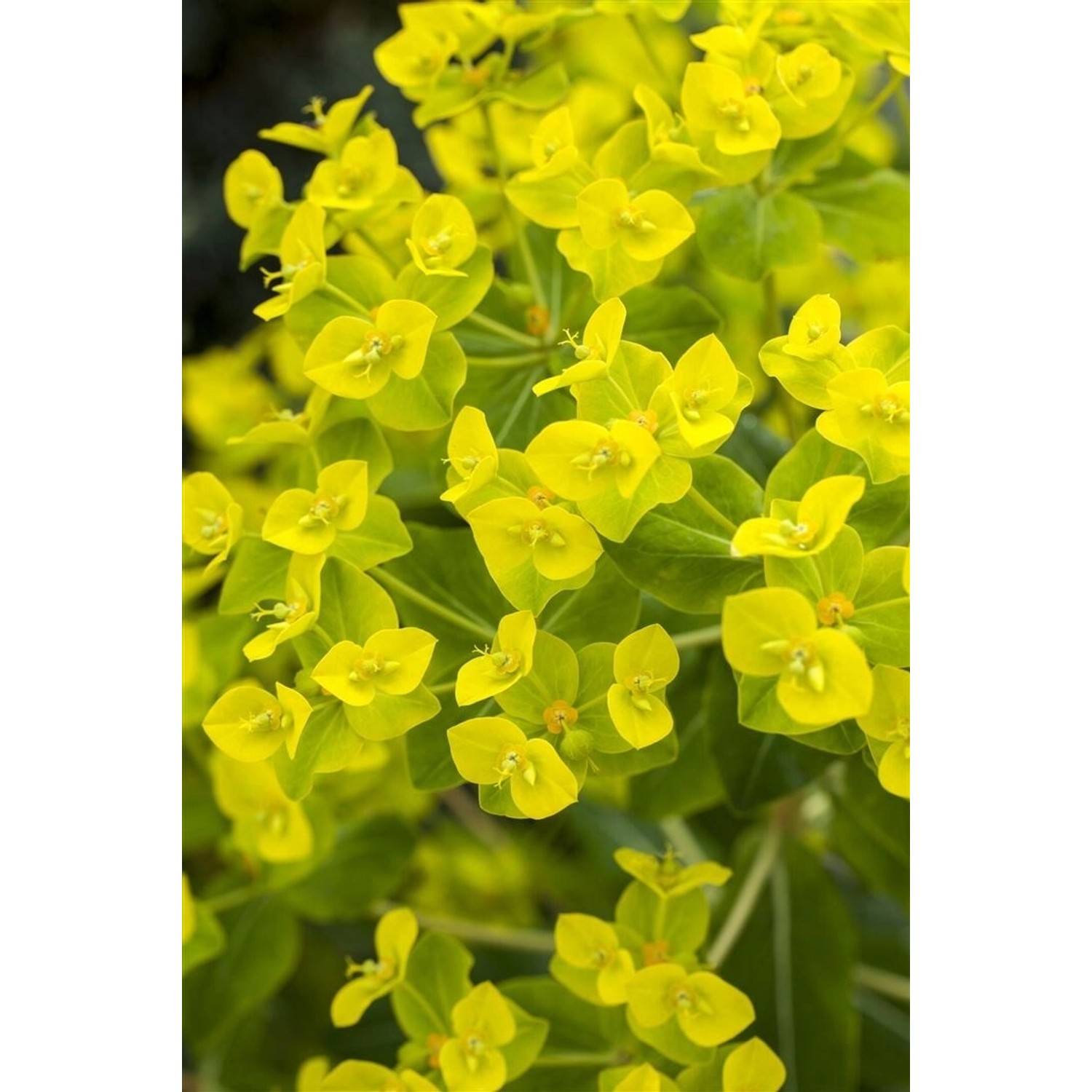Euphorbia Cornigera Goldener Turm Goldwolfsmilch Ca. 9x9 cm Topf günstig online kaufen