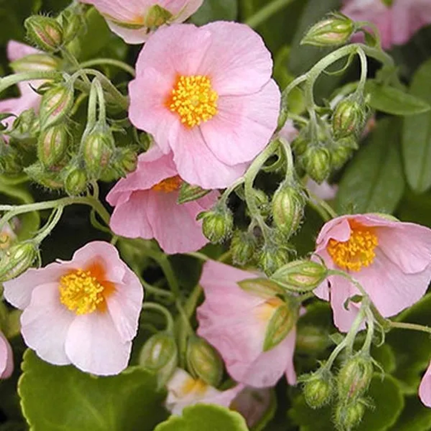 6 x Sonnenröschen 'Lawrenson's Pink' Helianthemum Topf 9cm Rosa Blüten