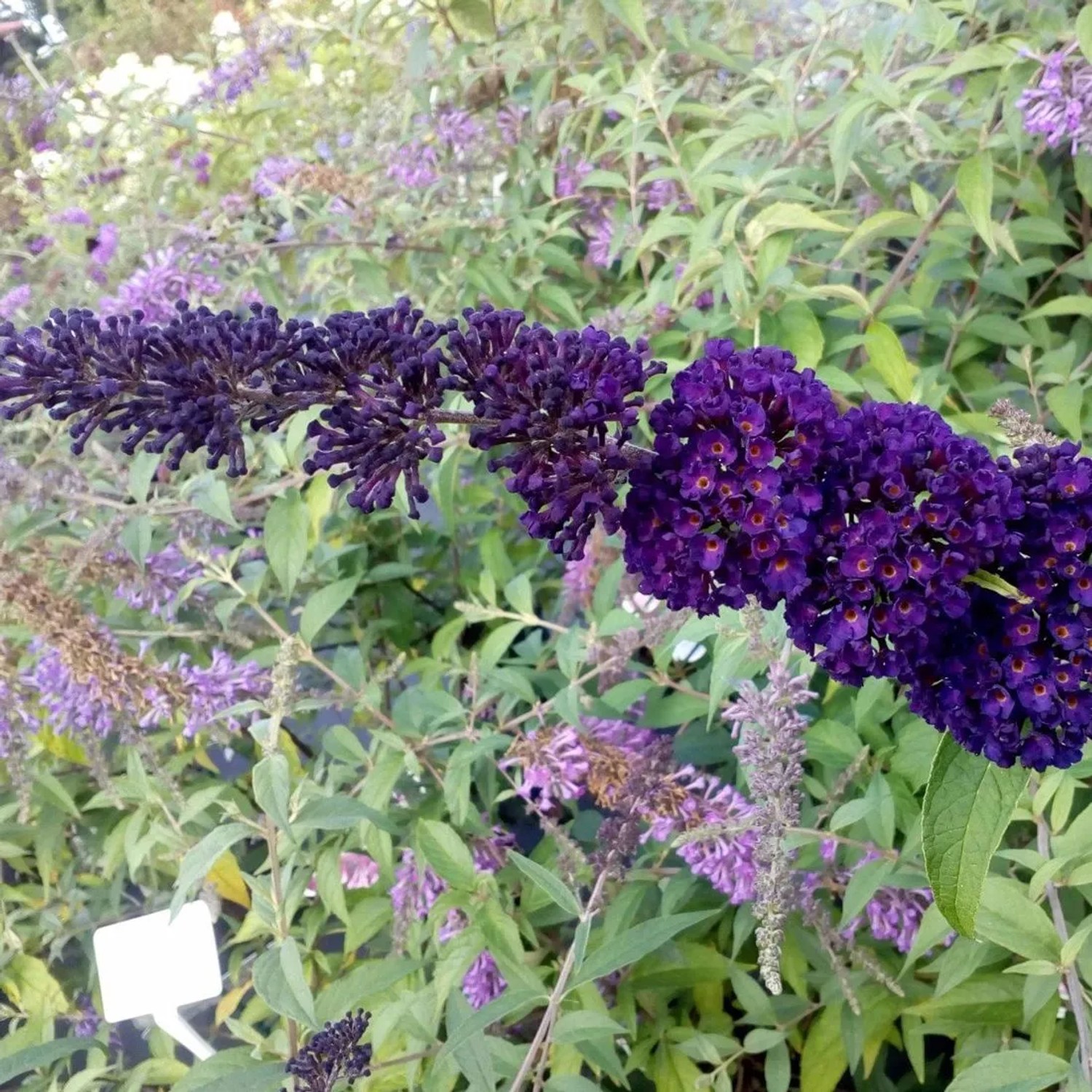 arborix Sommerflieder 'Black Knight' Buddleja Davidii 40 Bis 60 Cm Im Container Dunkelviolett