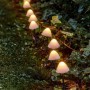 Marelida LED Solar Lichterkette Mini Pilze 10 Gartenstecker Für Garten 8 Funkt Sensor_4