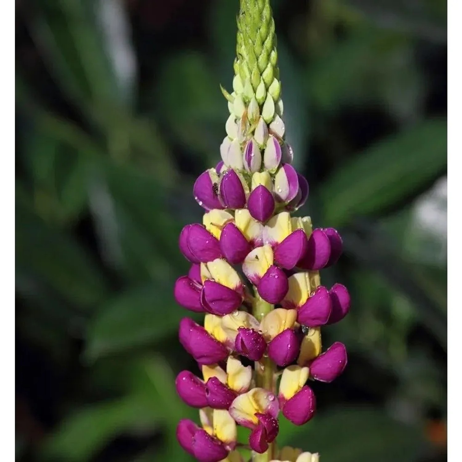 Gartenlupinie Manhattan Lights - Lupinus polyphyllus