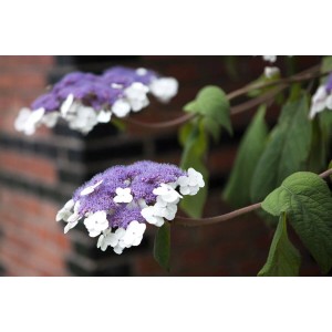 Nahaufnahme: Samthortensie mit lila-blauen Blüten und grünen Blättern vor Backsteinmauer.