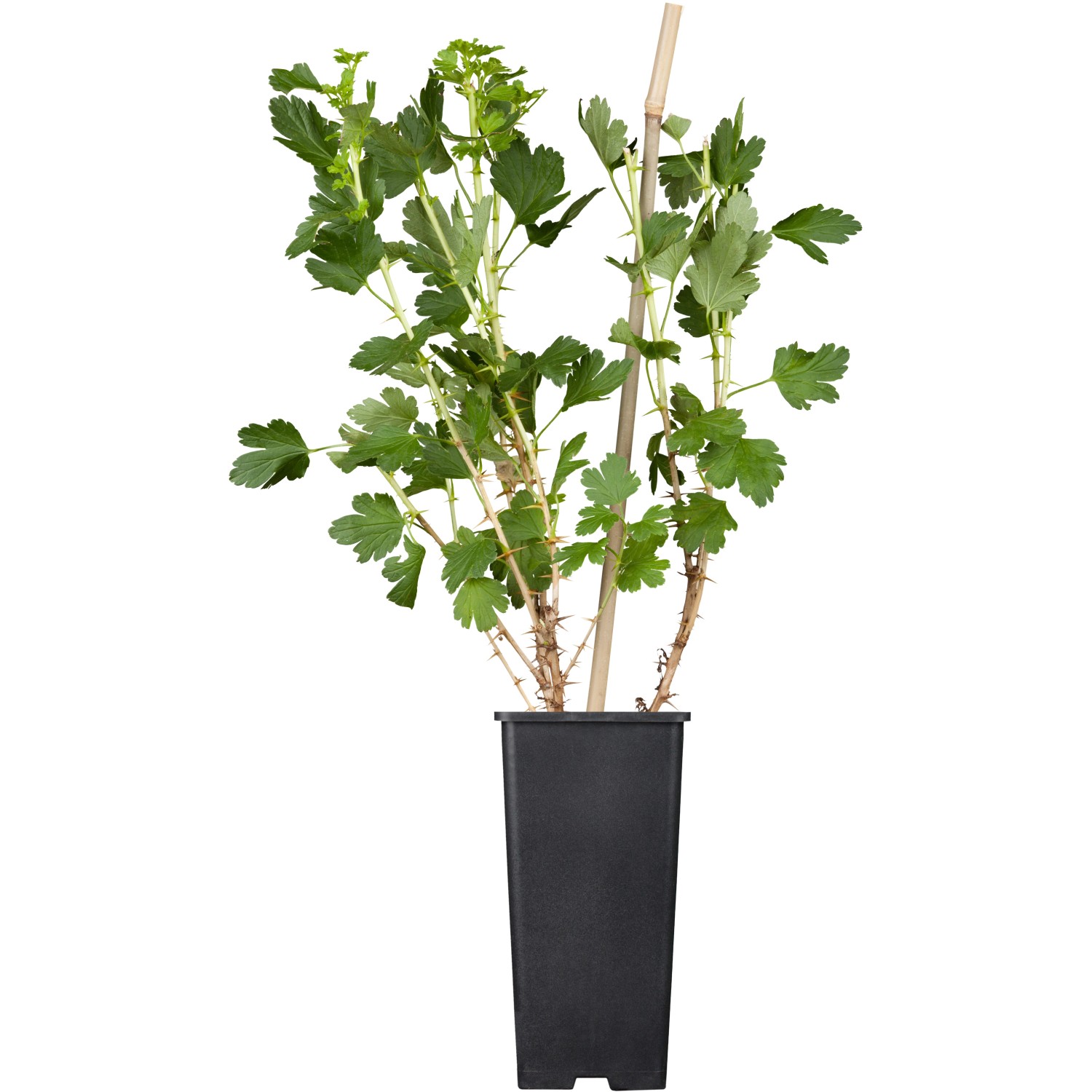 GROW by OBI Bio Stachelbeere Hinnonmäki Gelb Höhe Topf ca. 2 l Ribes