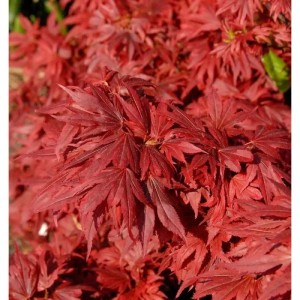 Hochstamm Fächerahorn Aratama 60-80cm - Acer buergerianum