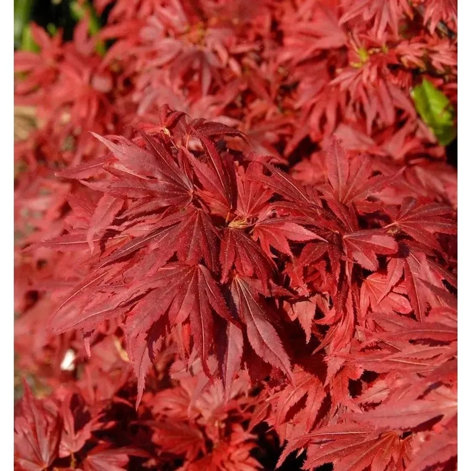 Hochstamm Fächerahorn Aratama 60-80cm - Acer buergerianum
