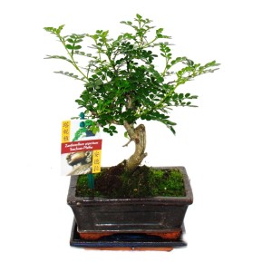 Exotenherz Bonsai Szechuan-Pfeffer (Zanthoxylum Piperitum), ca. 6 Jahre, Kugelform im Topf.