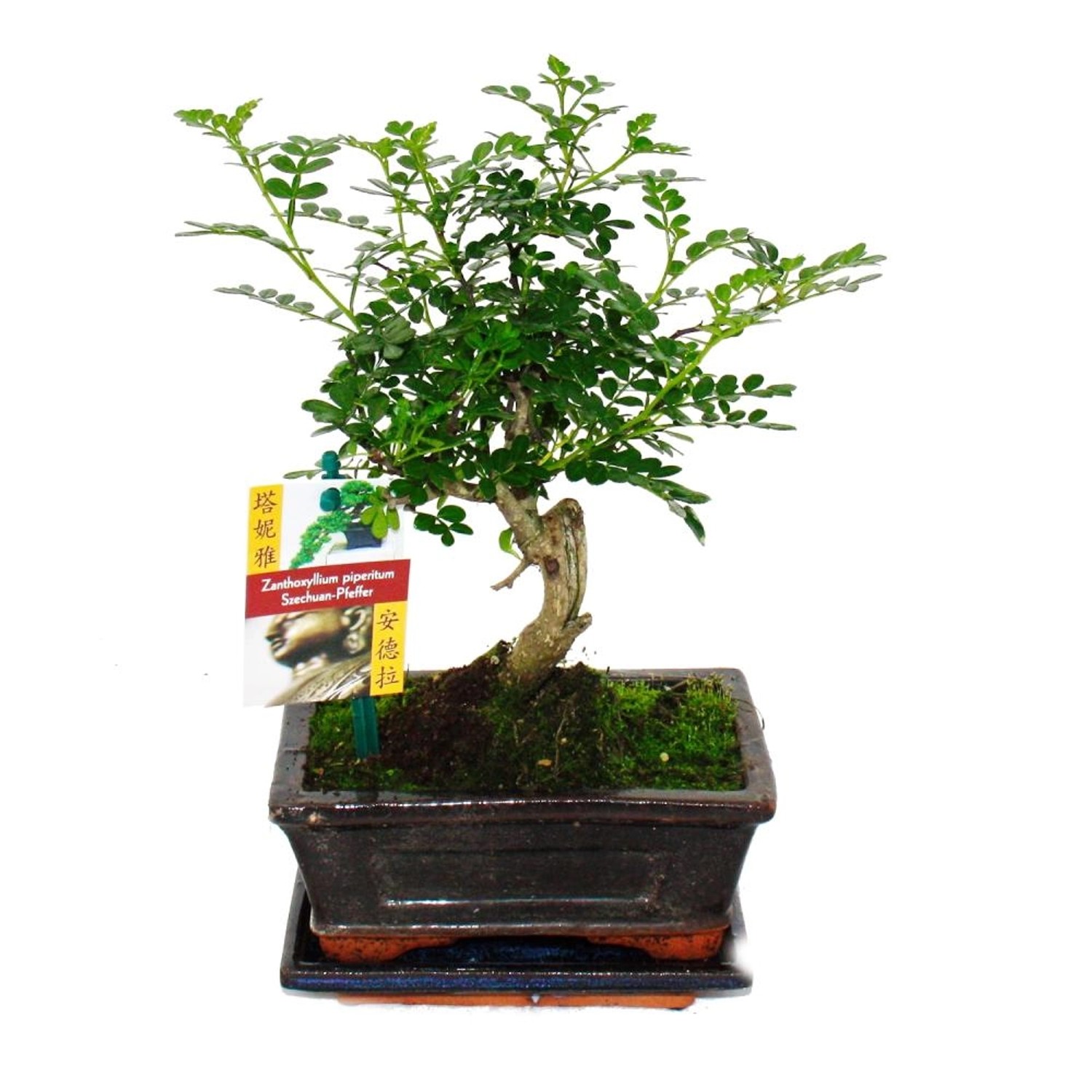 Exotenherz Bonsai Szechuan-Pfeffer Zanthoxylum Piperitum ca. 6 Jahre Kugelform