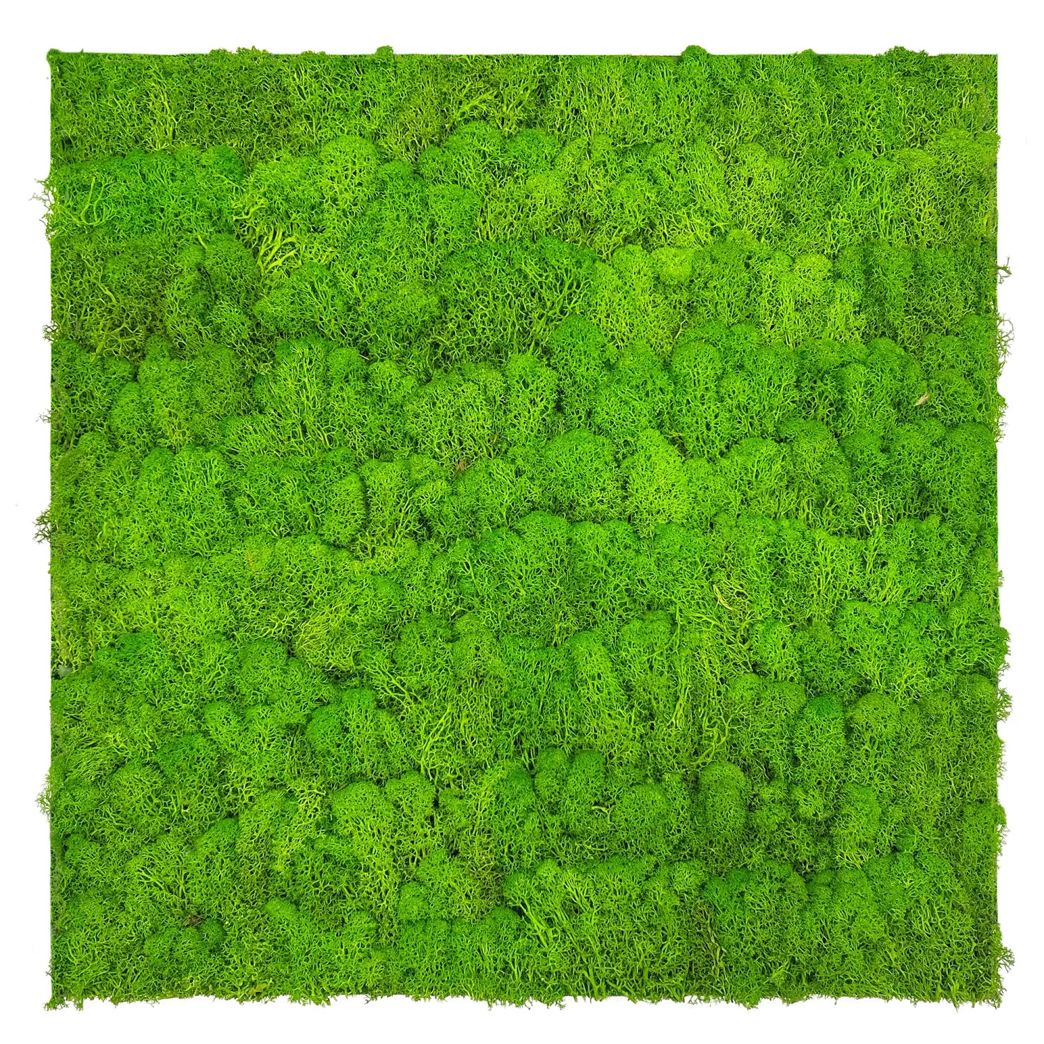 Jangal Wandpaneel Modular Wall Bright Green Moos 52 x 52 cm günstig online kaufen