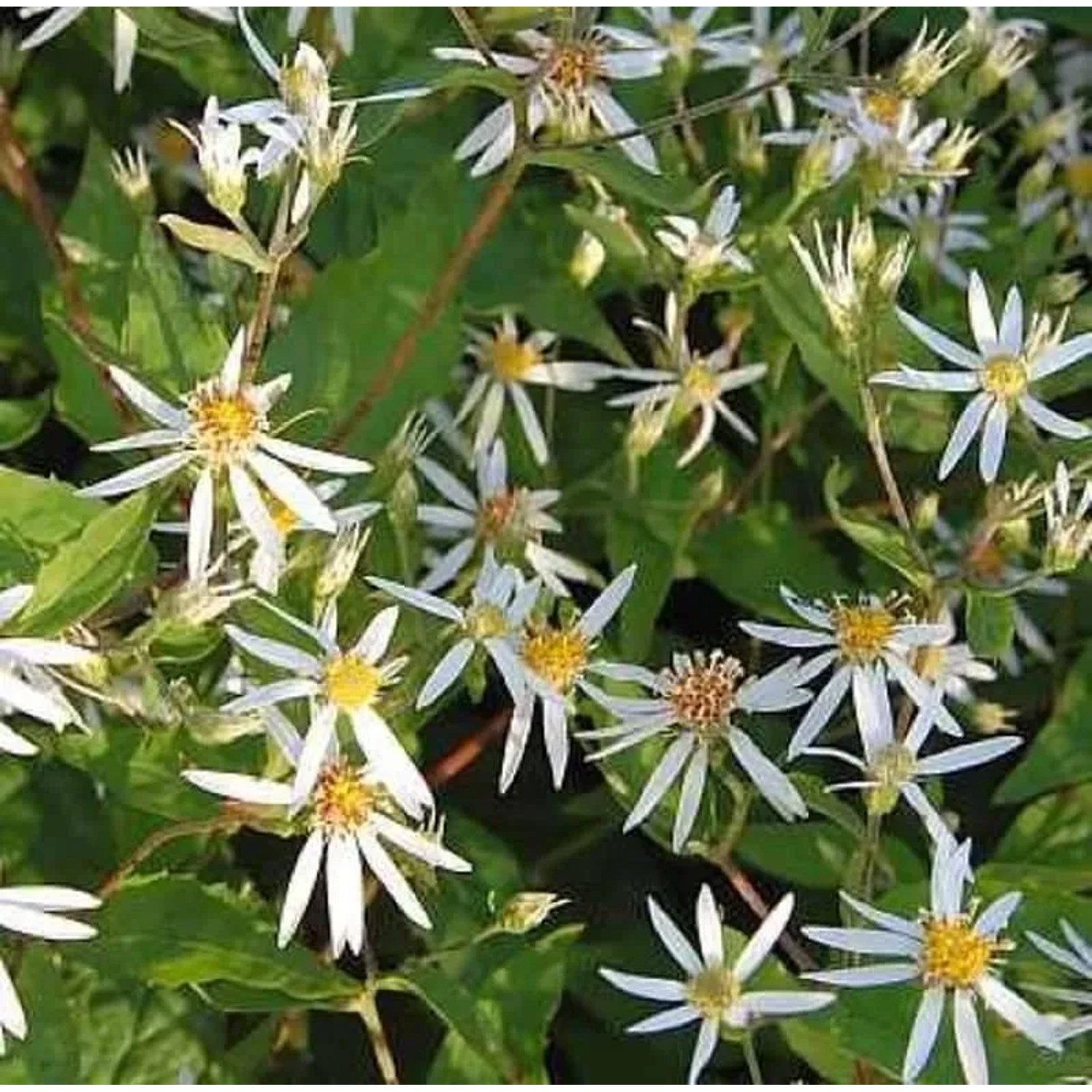 Waldaster - Aster divaricatus