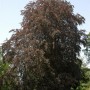 Blutbuche (Fagus sylvatica) mit dunkelroten Blättern im Garten.
