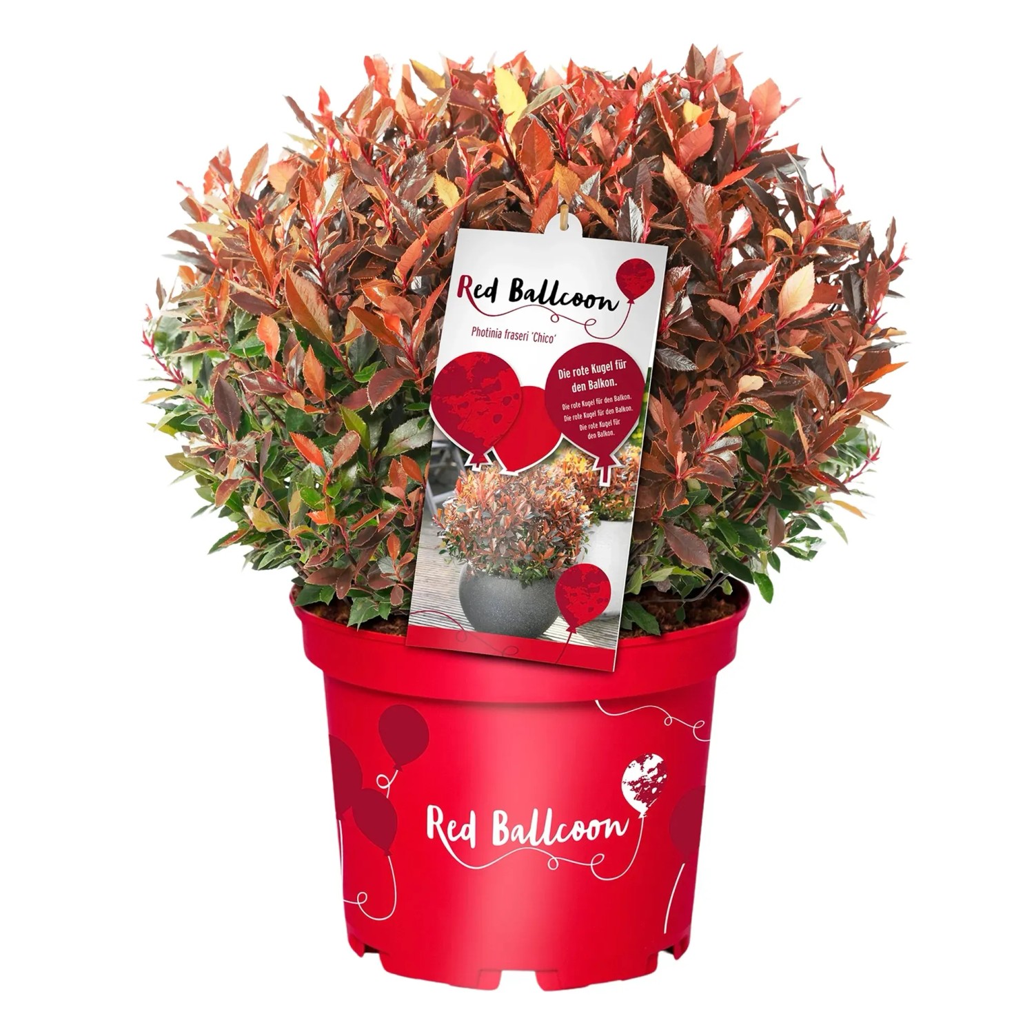 GROW by OBI Glanzmispel Red Ballcon Rot Höhe ca. 20 cm Photinia fraseri