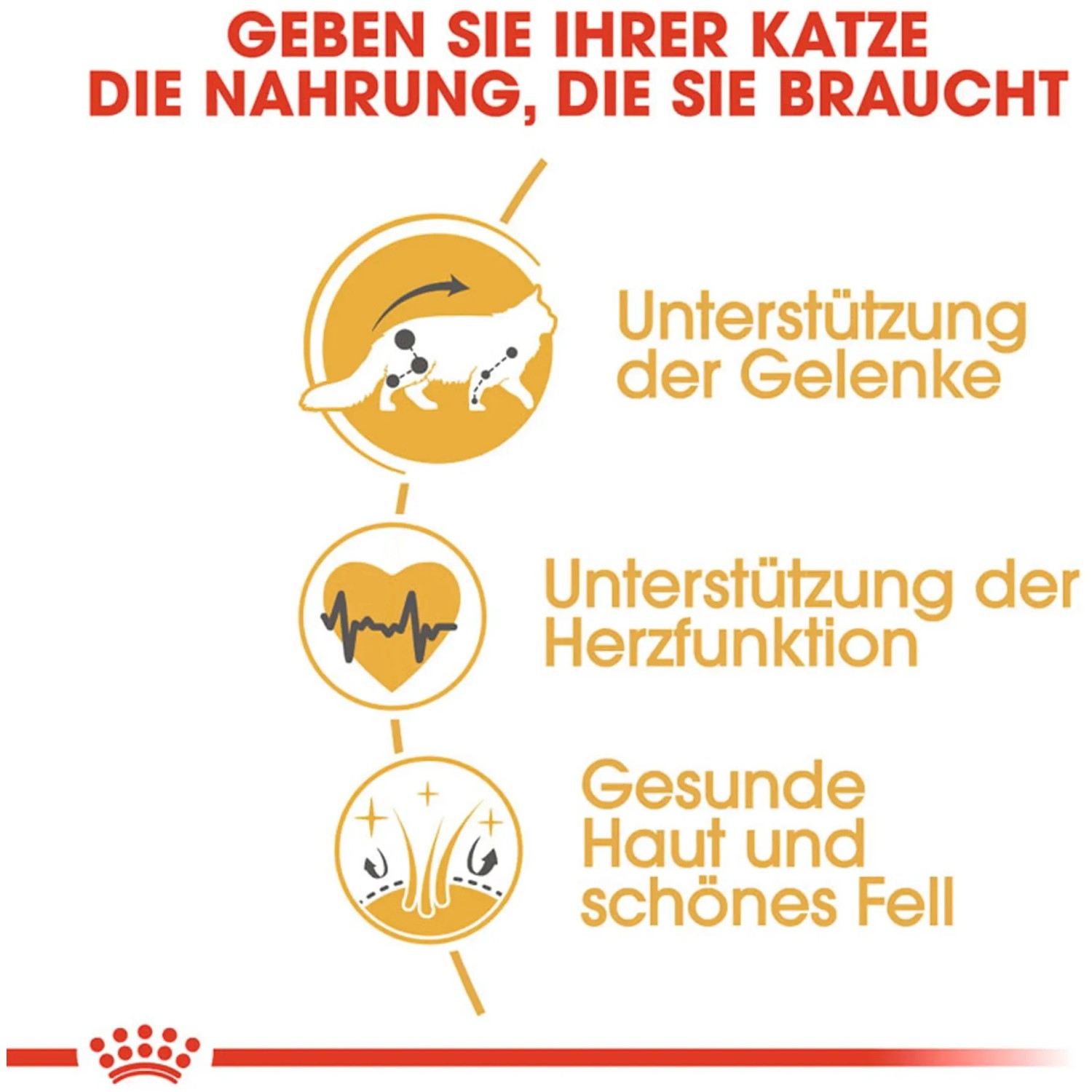 Grafik: Royal Canin Maine Coon Adult Katzenfutter – Unterstützung für Gelenke, Herzfunktion und Fell.