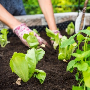 Pflanzen von Salat in Universal Pflanzerde. Hände mit Gartenhandschuhen.