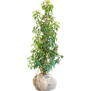 Kirschlorbeer Angustifolia, 125-150cm hoch, im Ballen. Ideal für dichte, immergrüne Hecken.