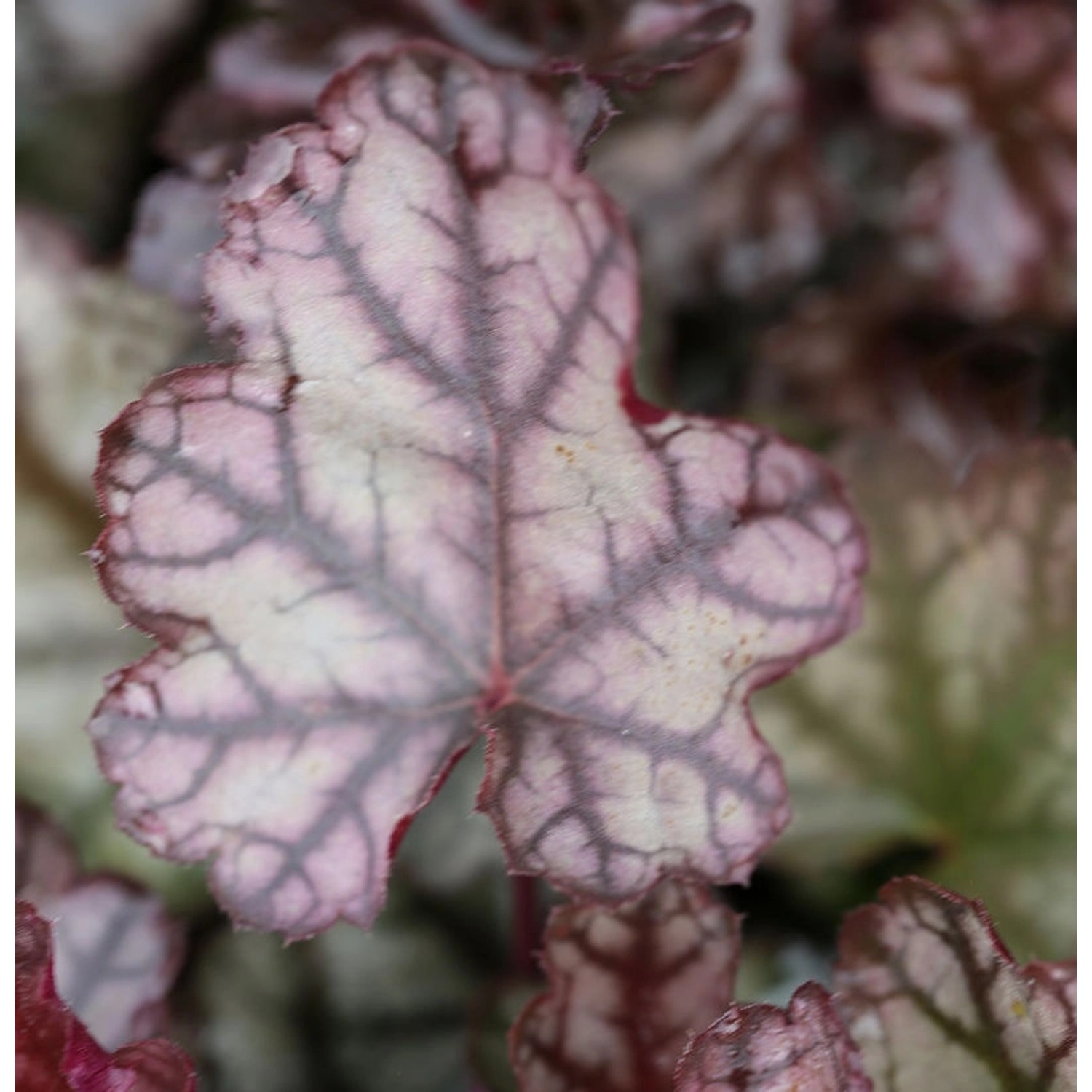 Silberglöckchen Jade Gloss - Heuchera cultorum günstig online kaufen