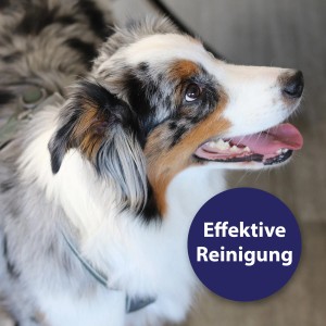 Hund mit offenem Maul, geeignet für Canosept Zahnpflegespray zur Maulhygiene.