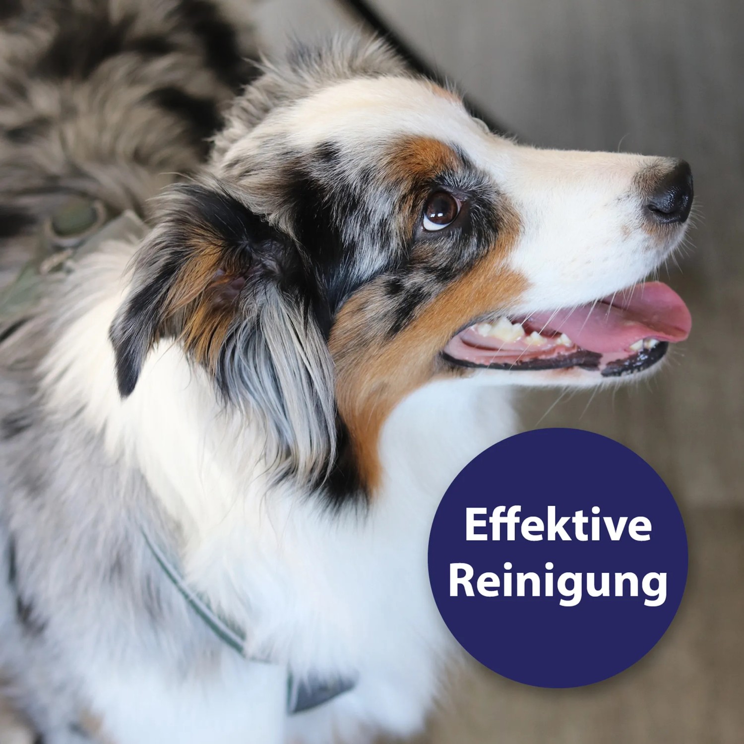 Hund mit offenem Maul, geeignet für Canosept Zahnpflegespray zur Maulhygiene.